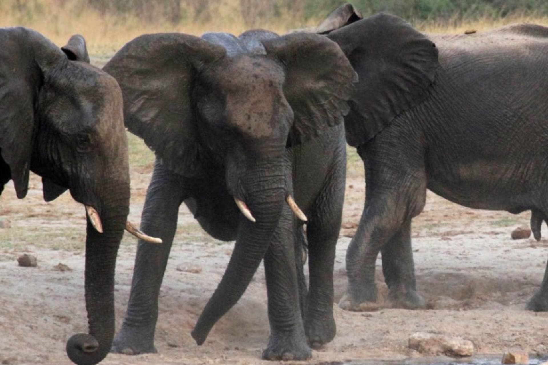 <p>A herd of elephants confronts a hippopotamus at a watering hole in Hwange National Park October 14, 2014. The watering hole wa…ding to Zimbabwean authorities. Picture taken October 14, 2014. REUTERS/Philimon Bulawayo (ZIMBABWE – Tags: ANIMALS CRIME LAW)</p>
