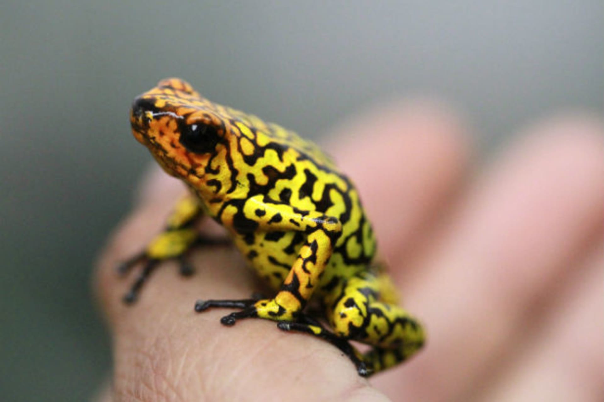 <p>An endangered poison frog (Oophaga histrionica) is pictured at the Santa Fe Zoo in Medellín, Colombia, in January 2013.</p>
