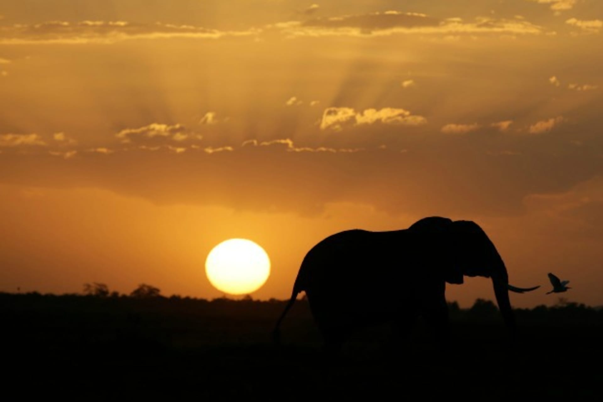 Elephant Sunset1
