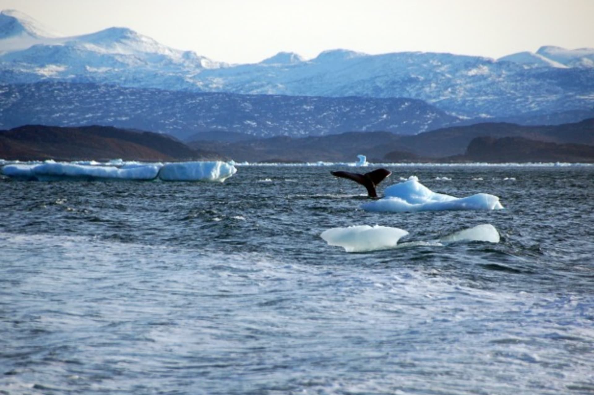<p>A whale dives into sea off the coast of Greenland’s capital Nuuk October 17, 2012. By a remote fjord where icebergs float in s…Picture taken October 17, 2012. To match Insight GREENLAND/ REUTERS/Alistair Scrutton (GREENLAND – Tags: BUSINESS ENVIRONMENT)</p>

