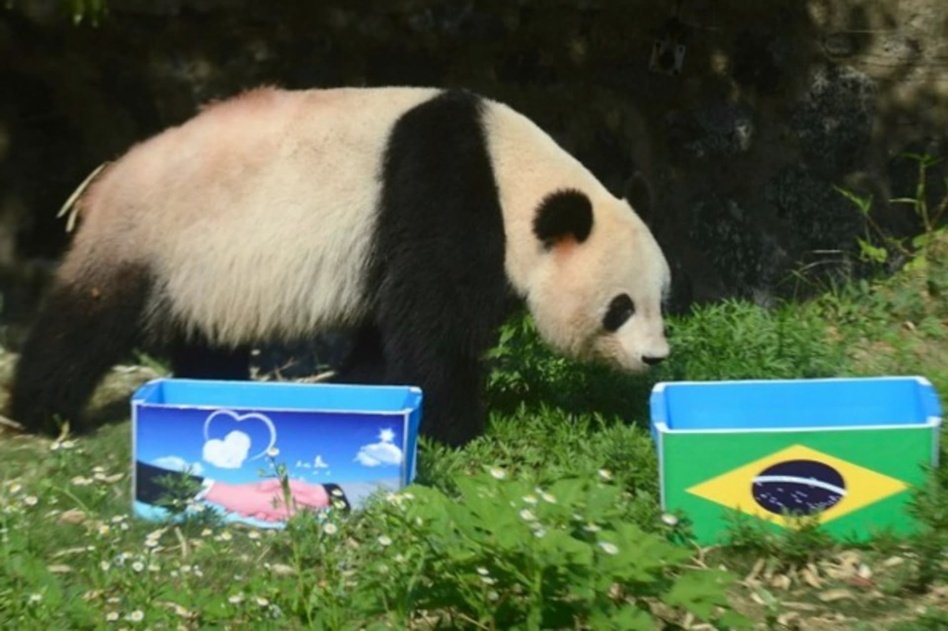 <p>Giant panda Ying Mei approaches a box of food with the Brazilian flag on it during an event called “Panda Predicts World Cup R… Cup opening match between Brazil and Croatia, in Yangzhou, Jiangsu province on June 12, 2014 (China Daily/Courtesy: Reuters).</p>
