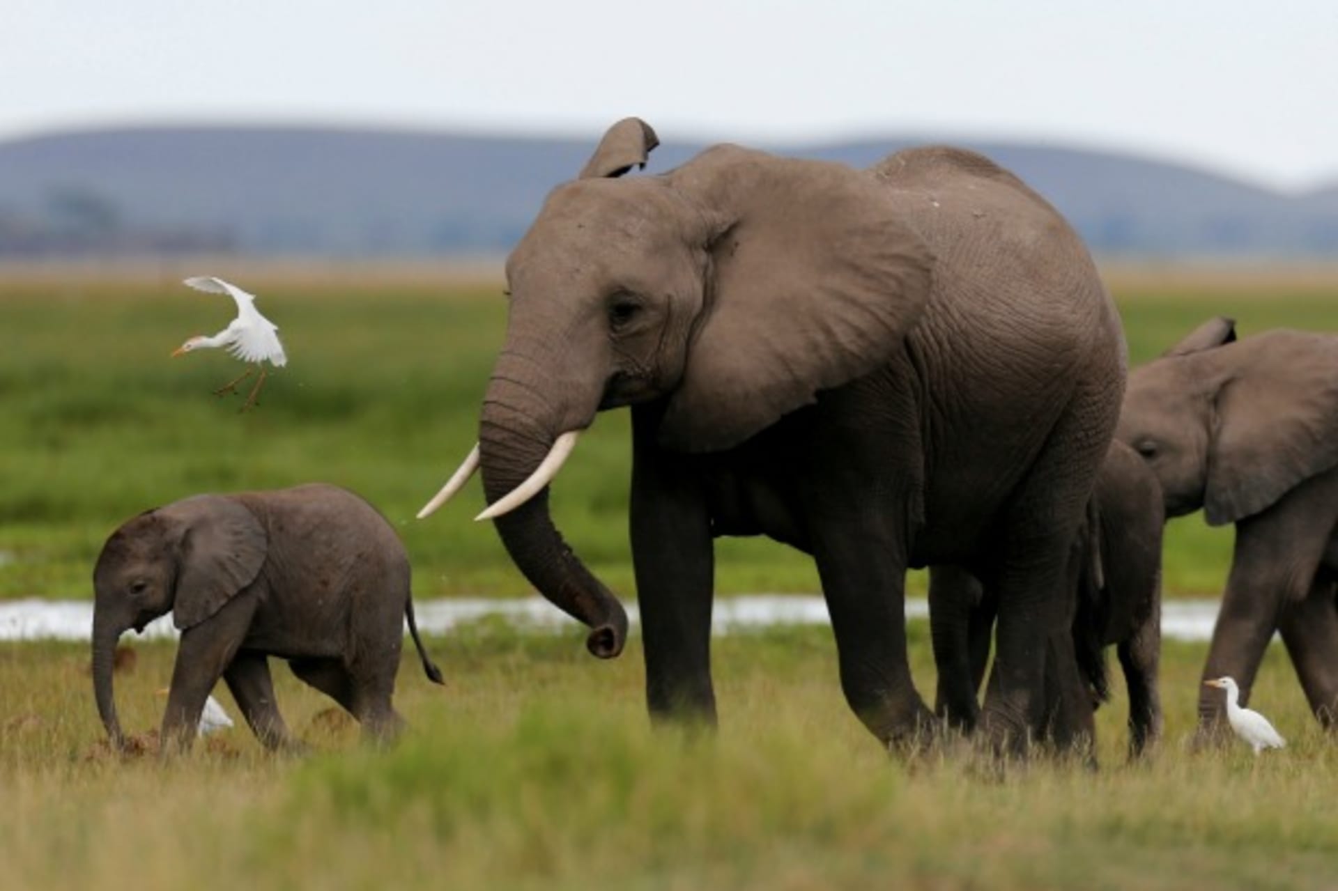 gec-elephant-blog