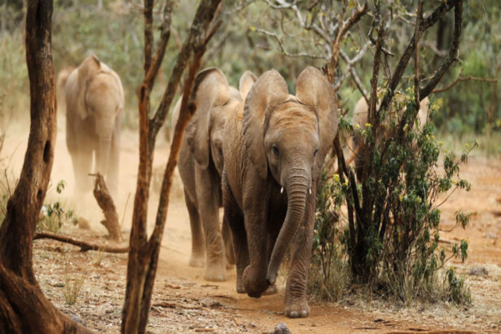 Tipping Point Elephants