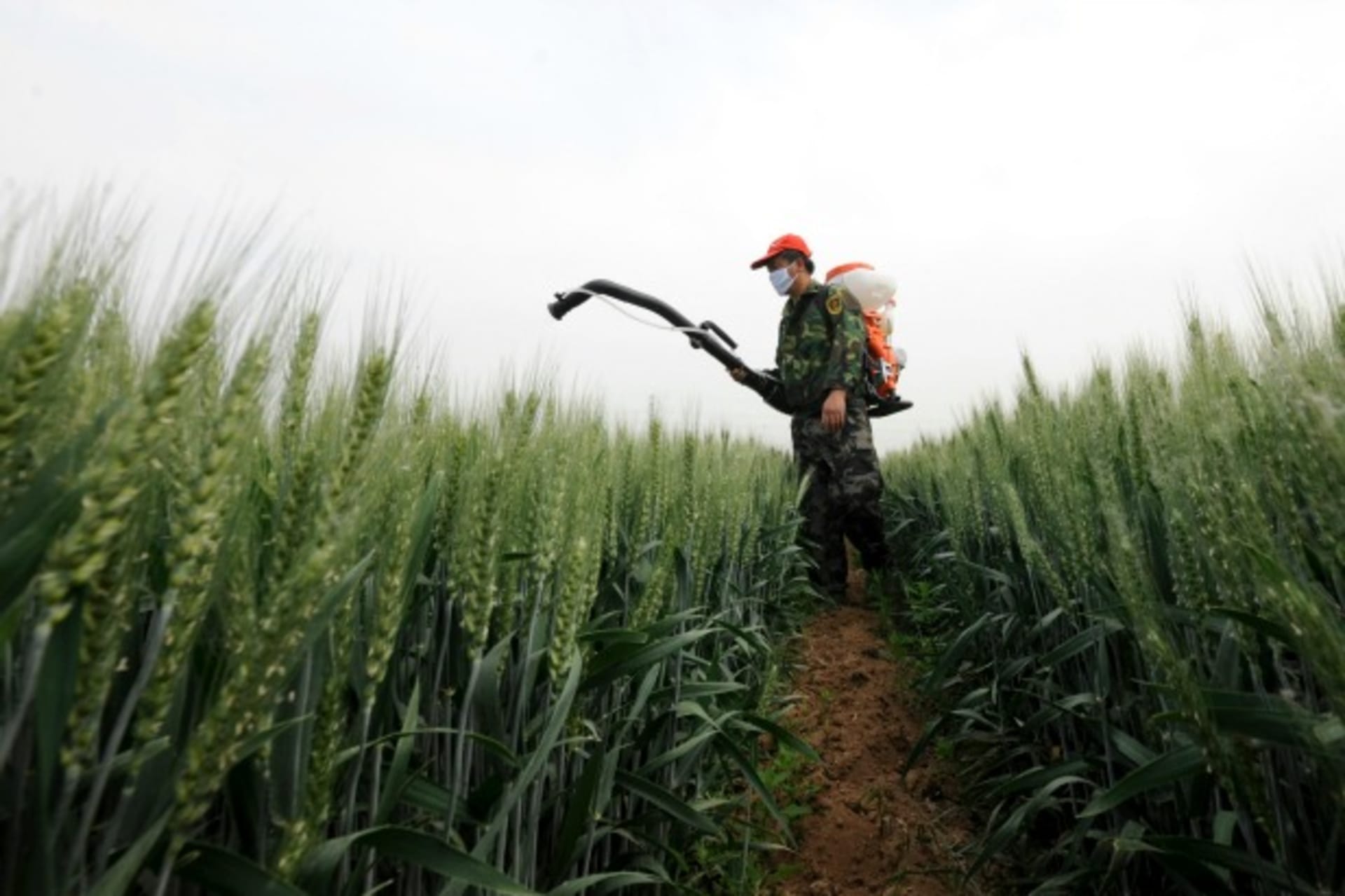 <p>A farmer sprays pesticide in a wheat field in Zaozhuang, Shandong province on May 14, 2013.</p>
