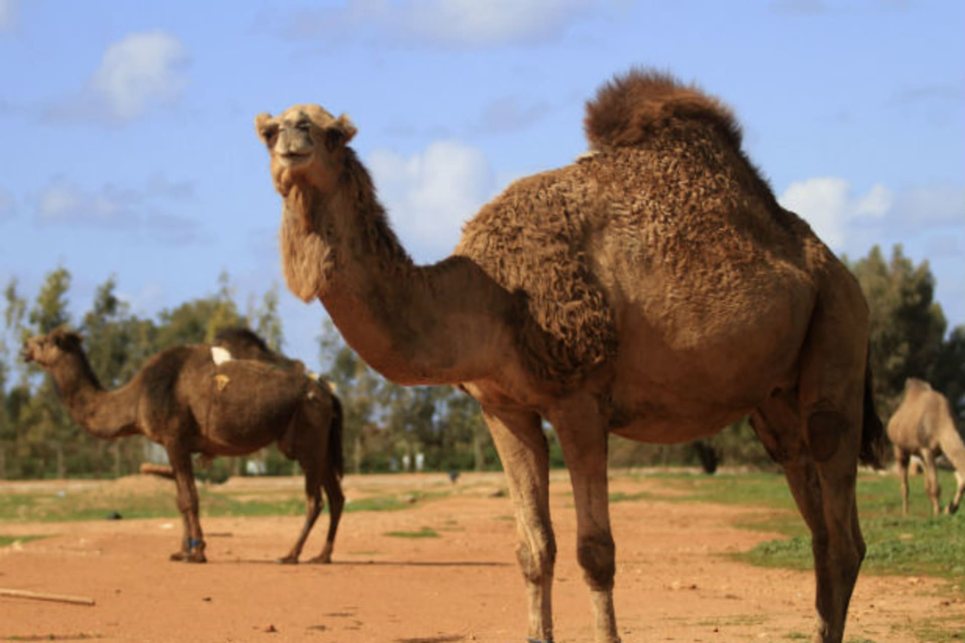 Camels stand in a farm in Benghazi, February 11, 2013.