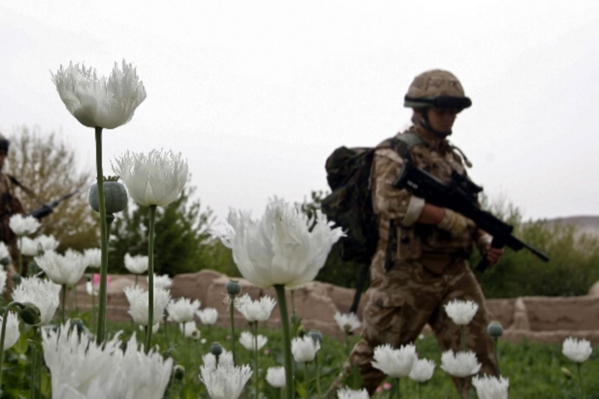 <p>Poppy-field-soldier-Helmand</p>
