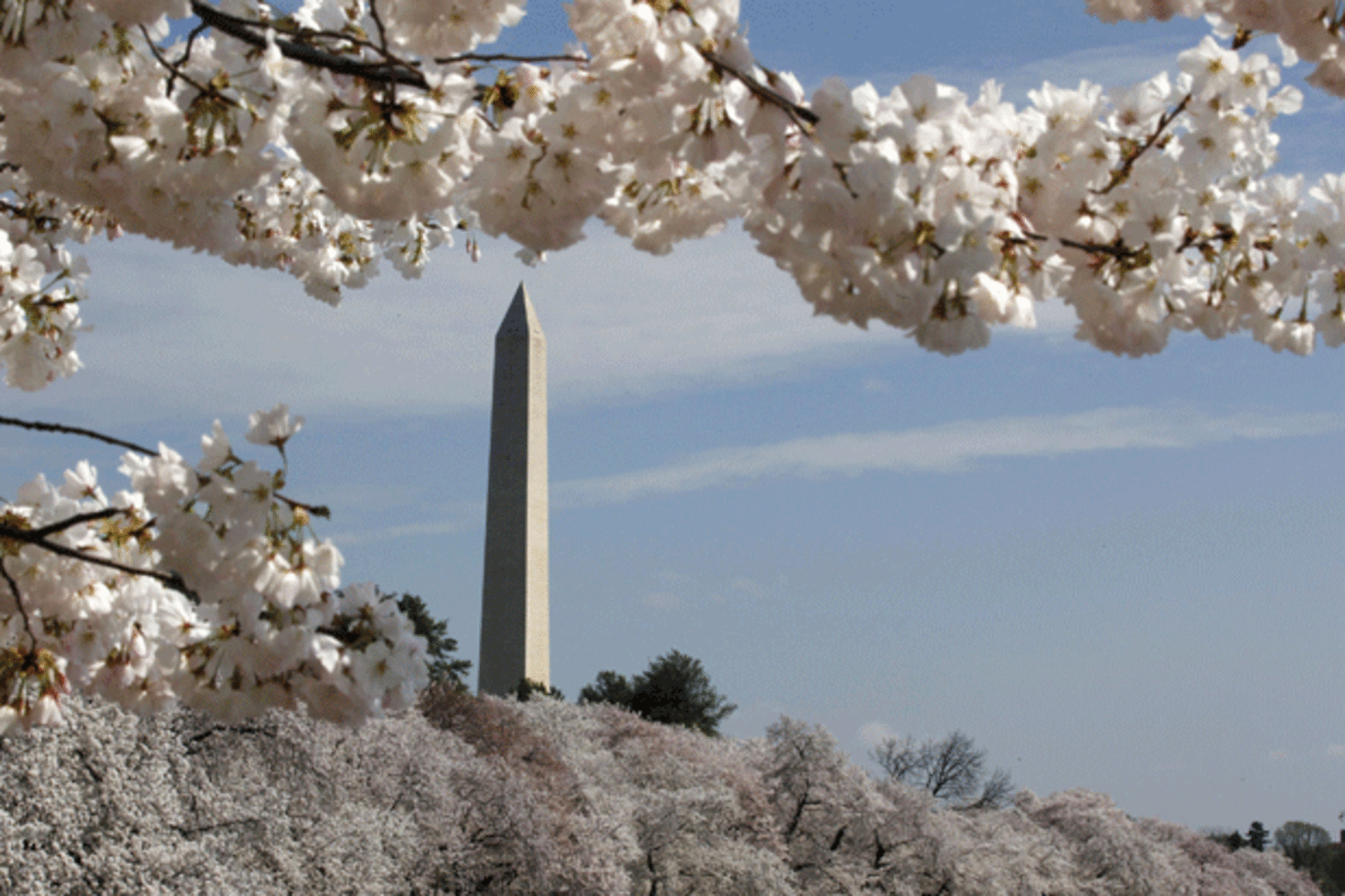 <p>The cherry blossom trees around the Tidal Basin are in full bloom in Washington, DC. (Larry Downing/Courtesy Reuters)</p>
