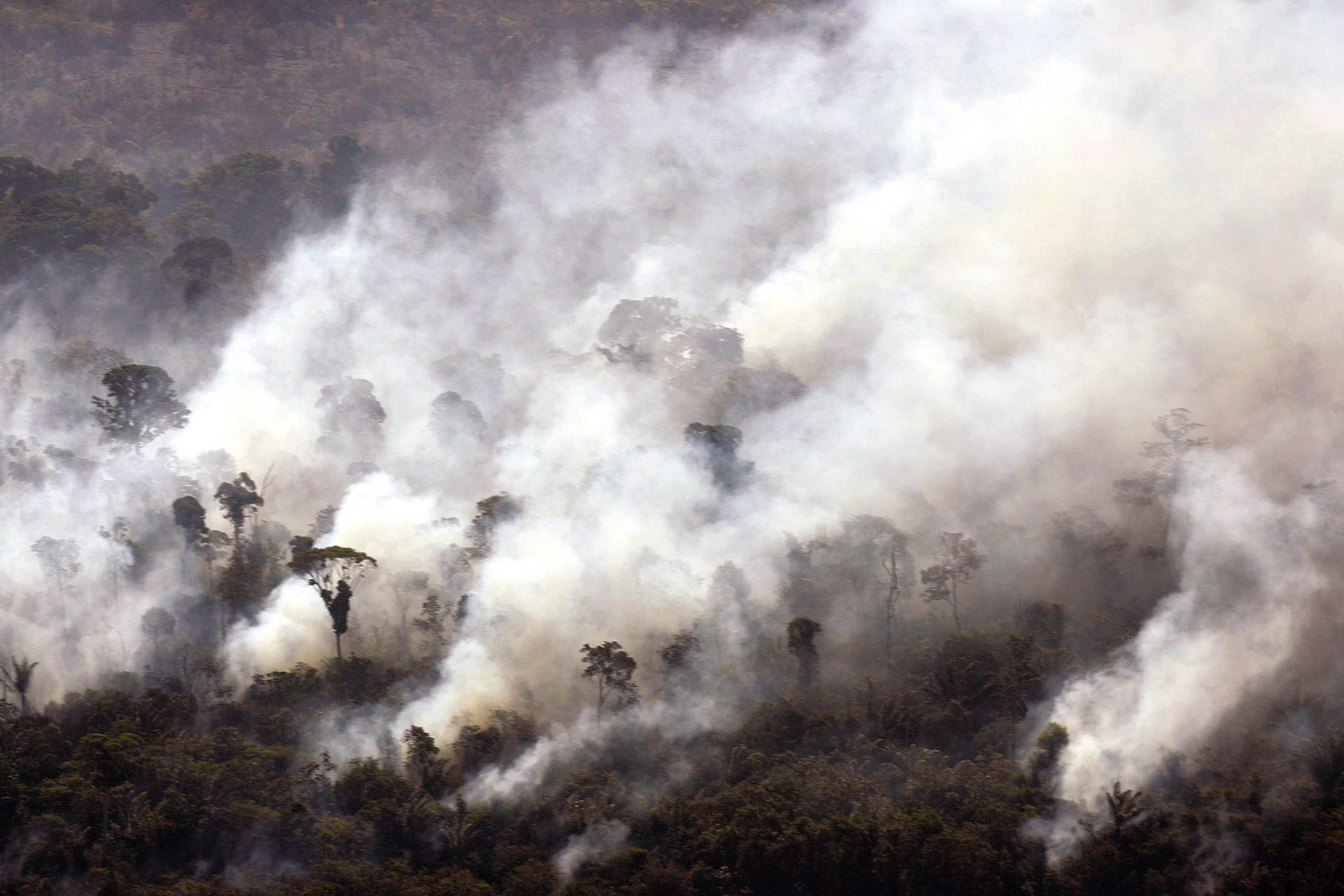 Reducing Deforestation to Fight Climate Change