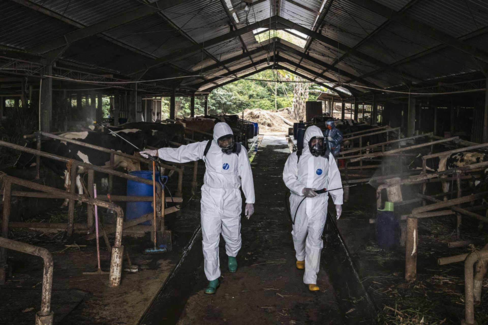 <p>Officers disinfect a cattle farm in Indonesia that has been infected with foot and mouth disease.</p>
