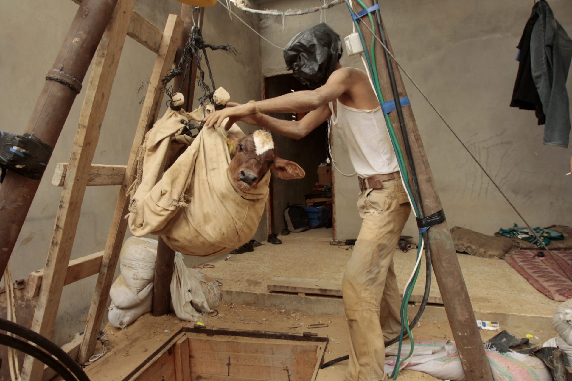<p>A Palestinian smuggler hauls a calf out from a tunnel that goes beneath the Egyptian-Gaza border on October 24, 2008.</p>
