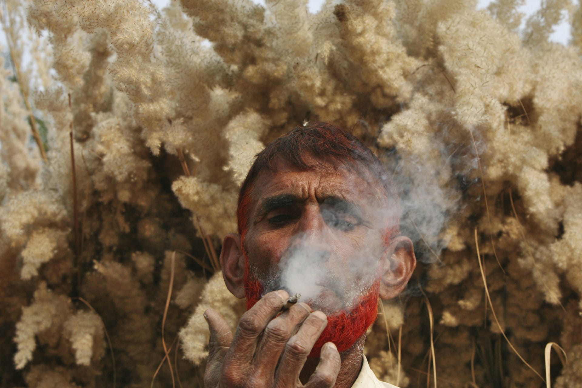 <p>Farmer Noor Din, 53, smokes a bidi, or an Indian leaf cigarette, in front of saccharum grass on the outskirts of Jammu on November 22, 2011.</p>
