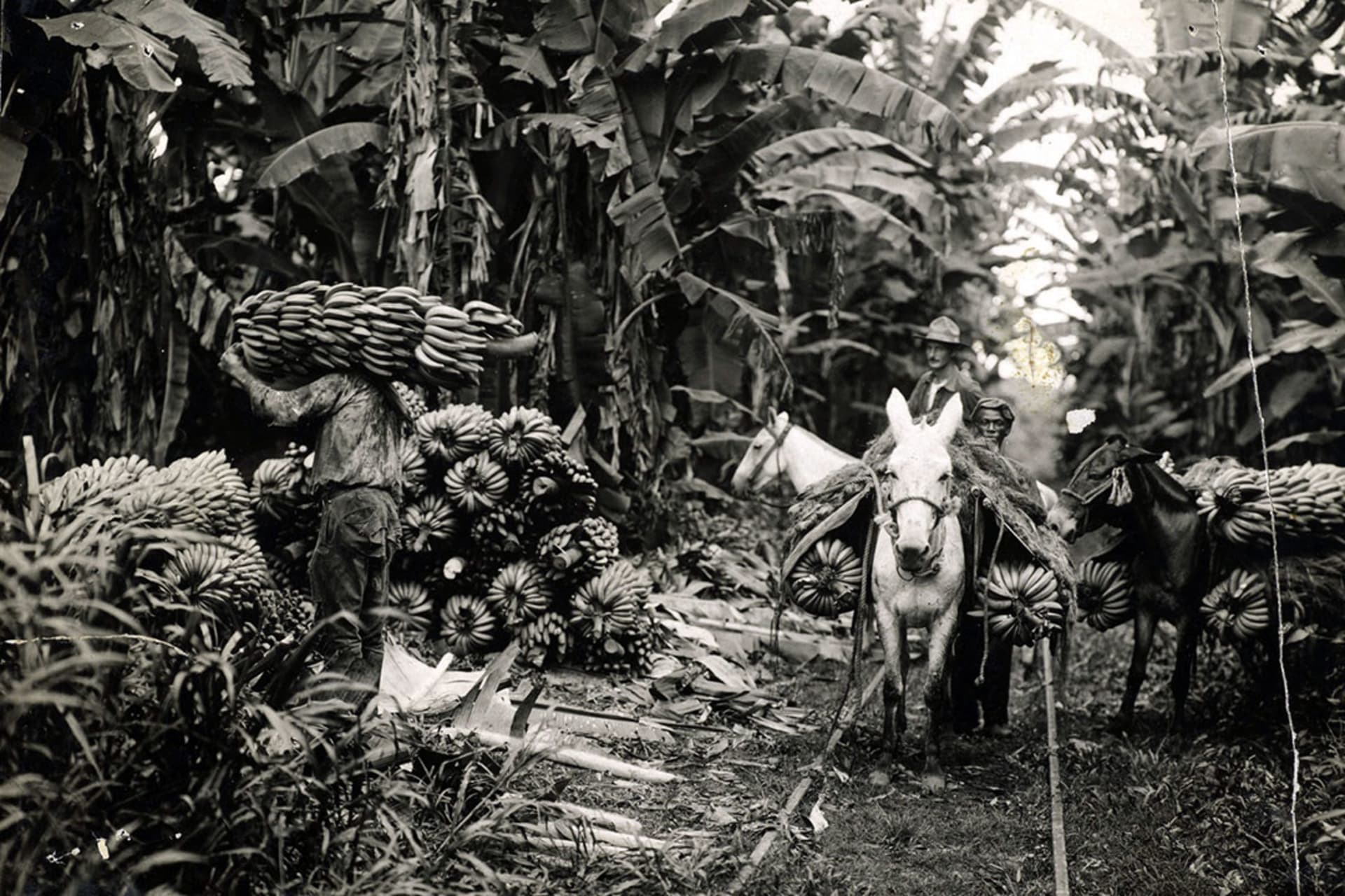 Employees of the United Fruit Company harvest bananas in Honduras, one of the many Latin American countries the company operated in during the early twentieth century. United Fruit Company Photograph Collection/Baker Library Historical Collections/Harvard Business School