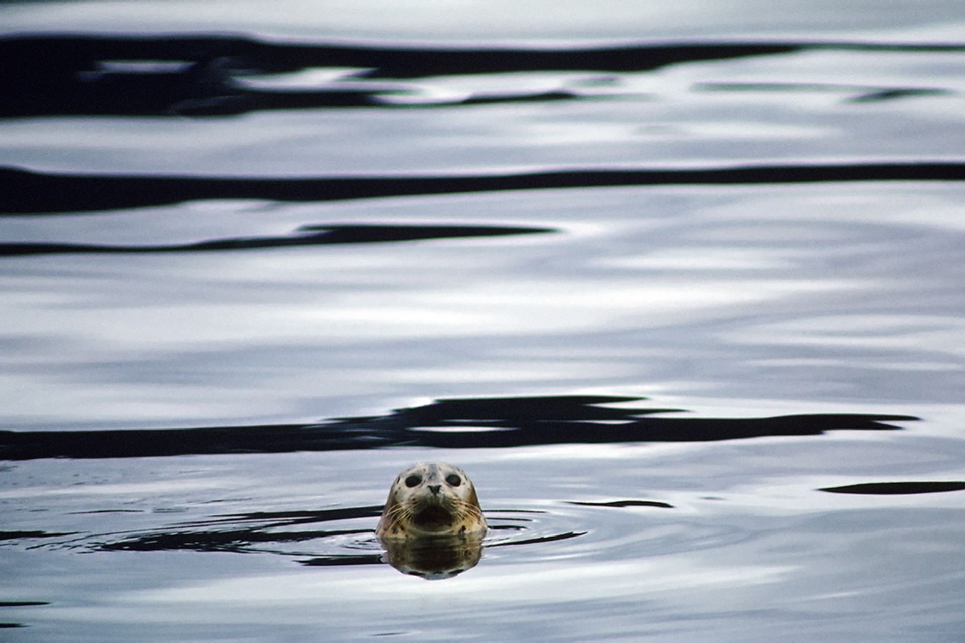 A harbor seal swims through oil-tainted water in Prince William Sound following the Exxon Valdez oil spill in 1989. 
