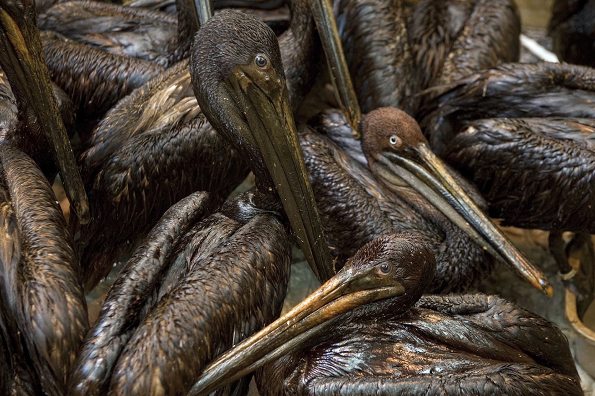 Pelicans, covered in oil from BP’s Gulf of Mexico oil spill, Louisiana, June 6, 2010. 