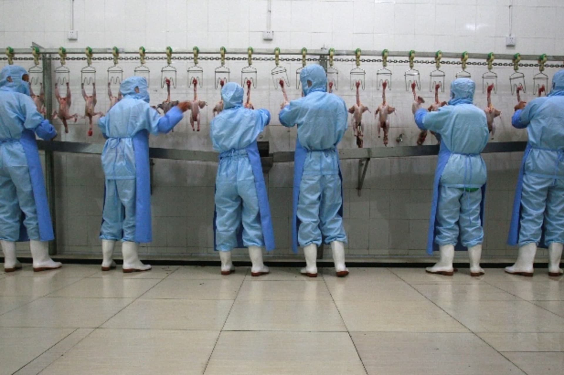 China chicken factory