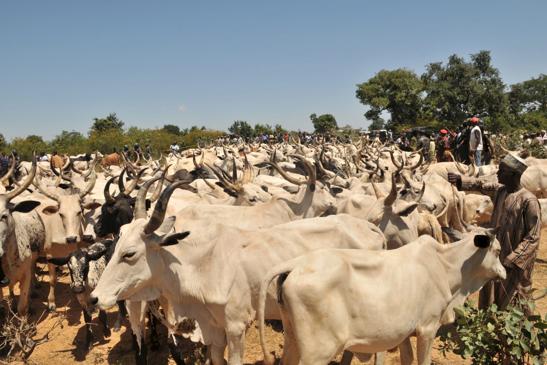<p>Some 224 stolen cows and 24 sheep recovered by Kano police from cattle rustlers, being returned in Kano State, Nigeria, October 23, 2015.</p>