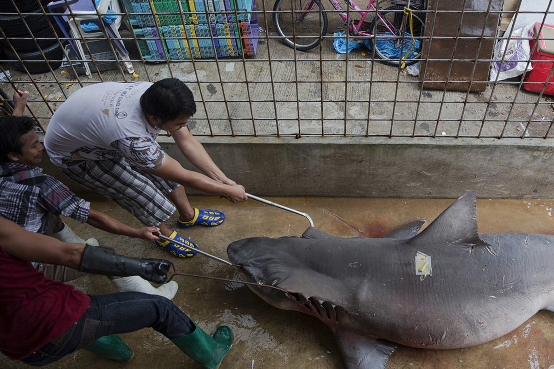 How Illegal Fishing Threatens Oceans