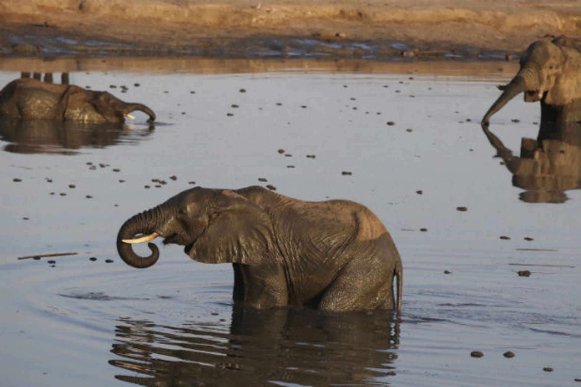 Africa - Elephants at Watering Hole in Zim