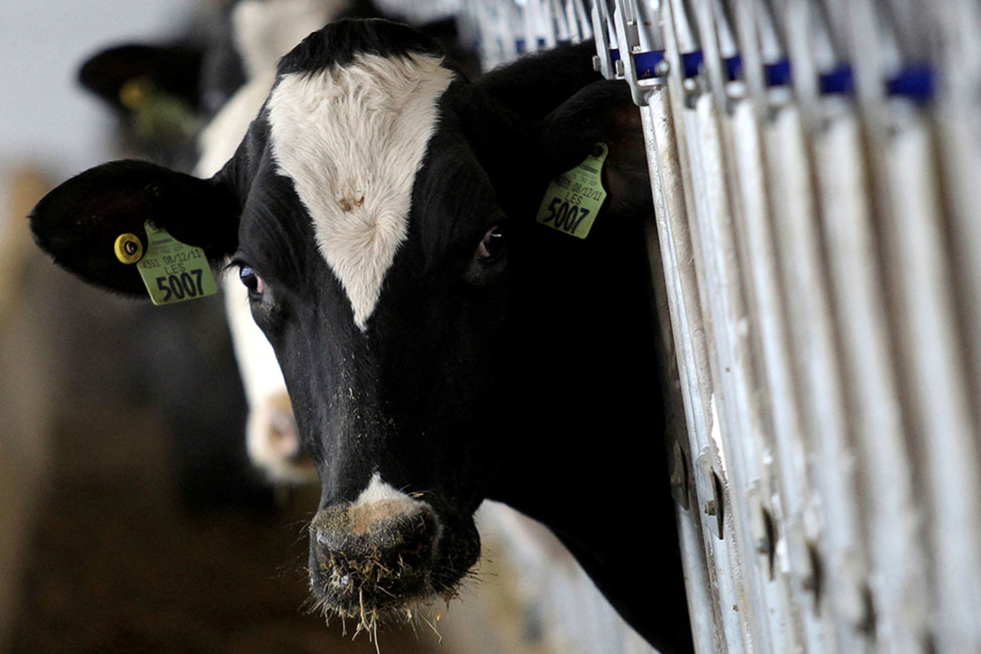 Hybrid DC Roundtable: The CDC Response to the Spread of H5N1 Avian Flu in Dairy Cows