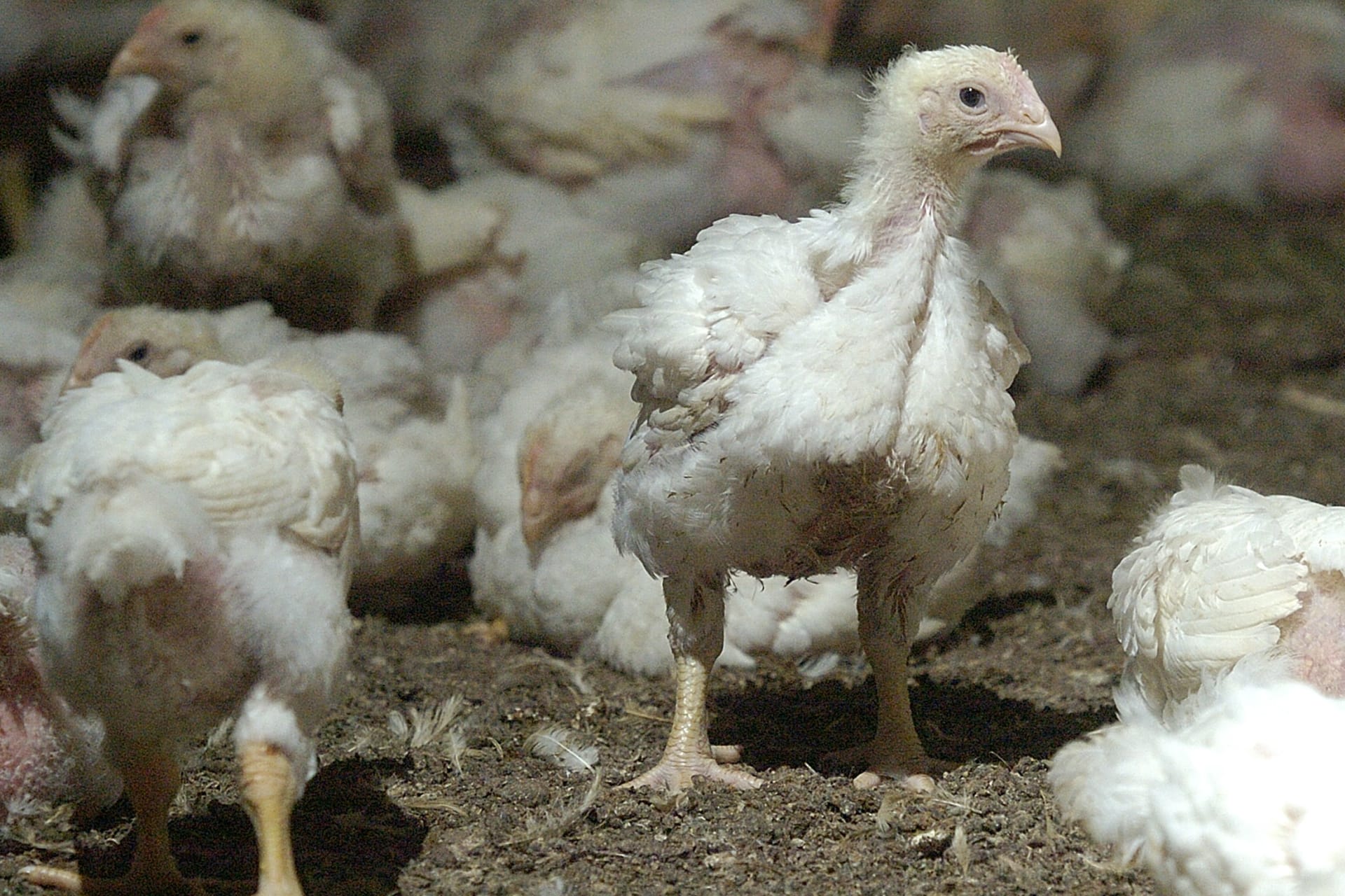 Bird Flu