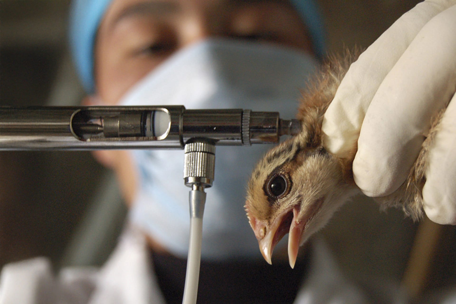 The Avian Flu Crisis and Its Global Ramifications