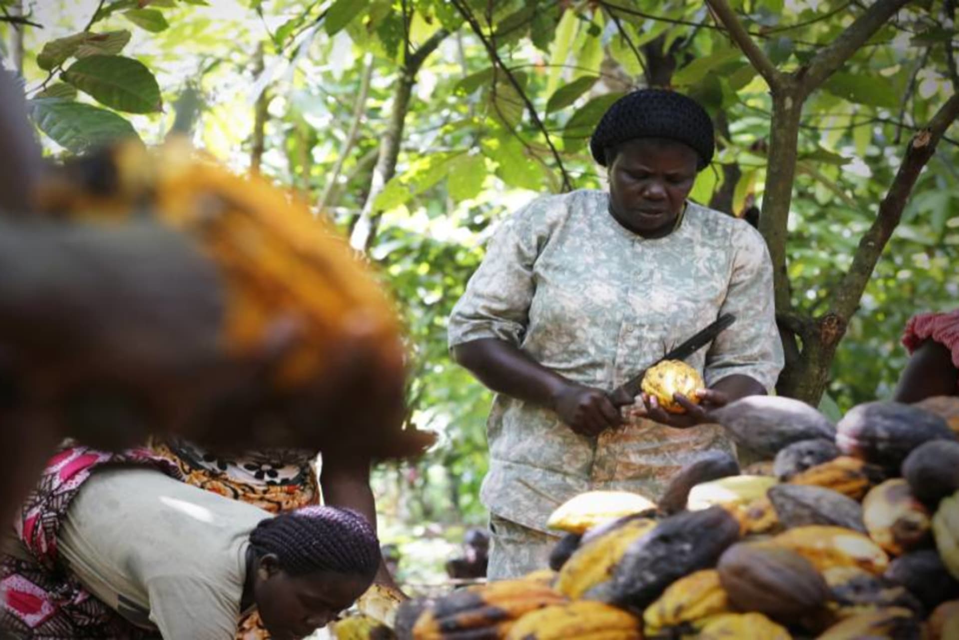 woman in cocoa fields entrepreneurship.jpg