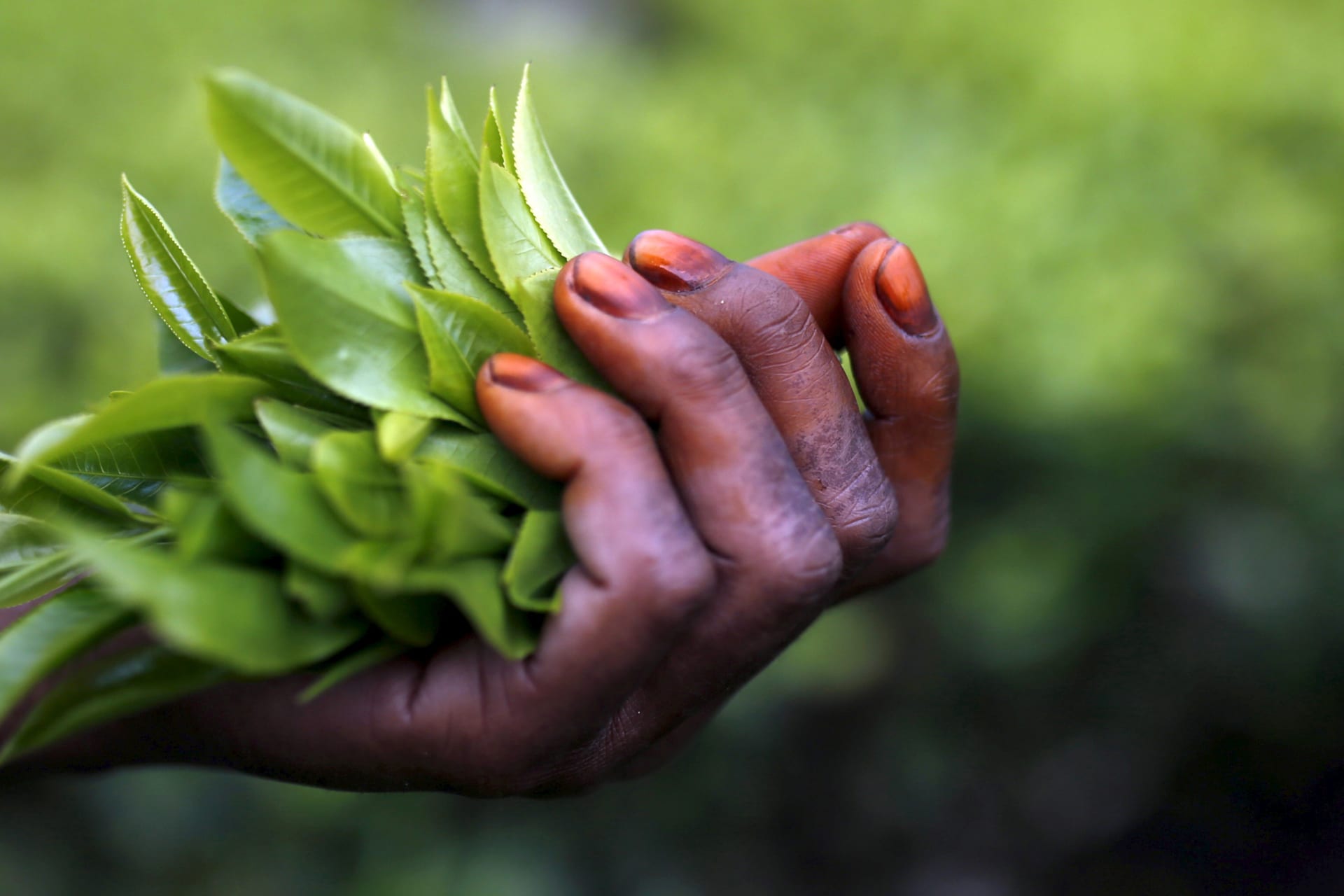 Dinner of Extinction: A Taste of Climate Action