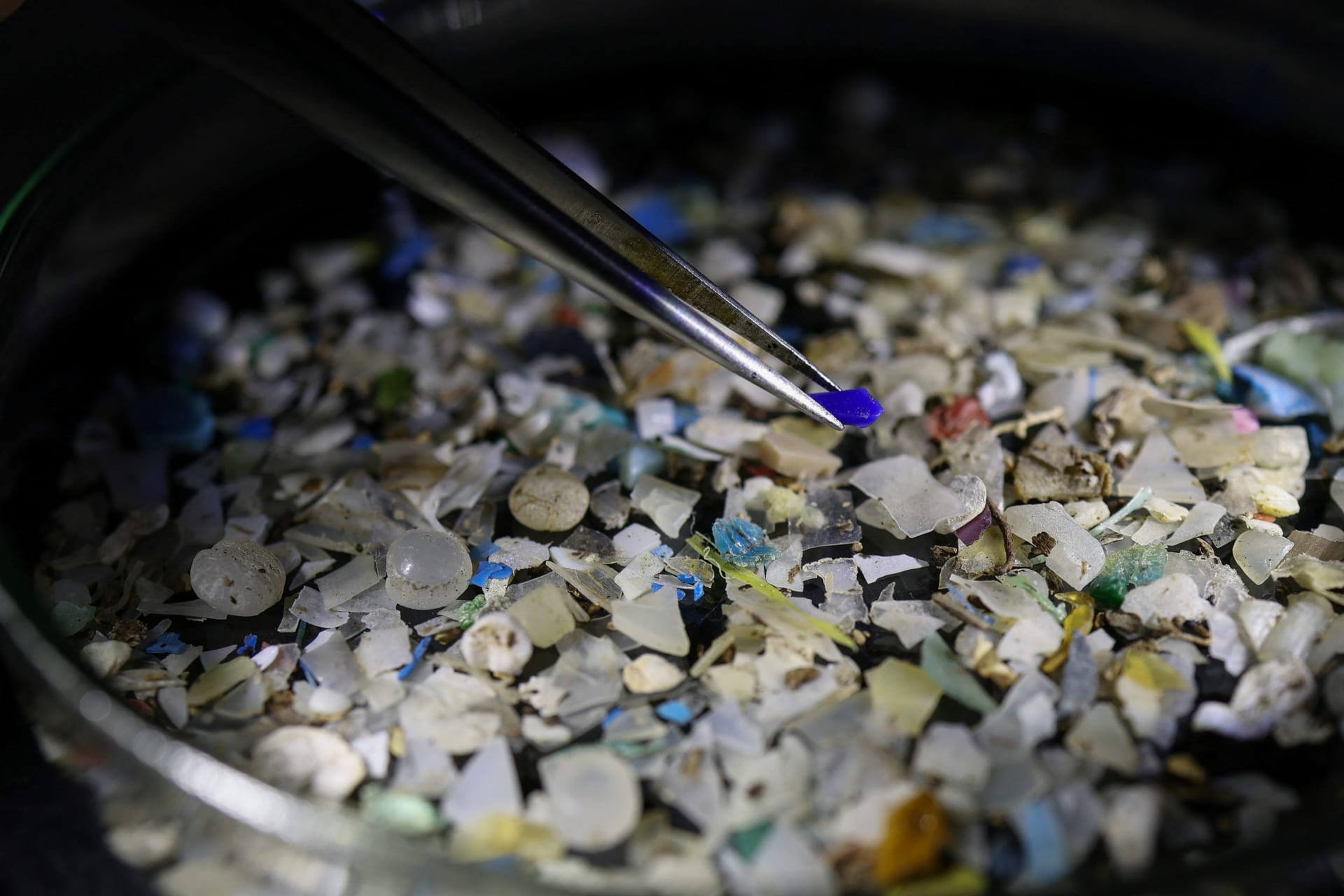 In Greece, tiny mussels detect rising microplastics' pollution