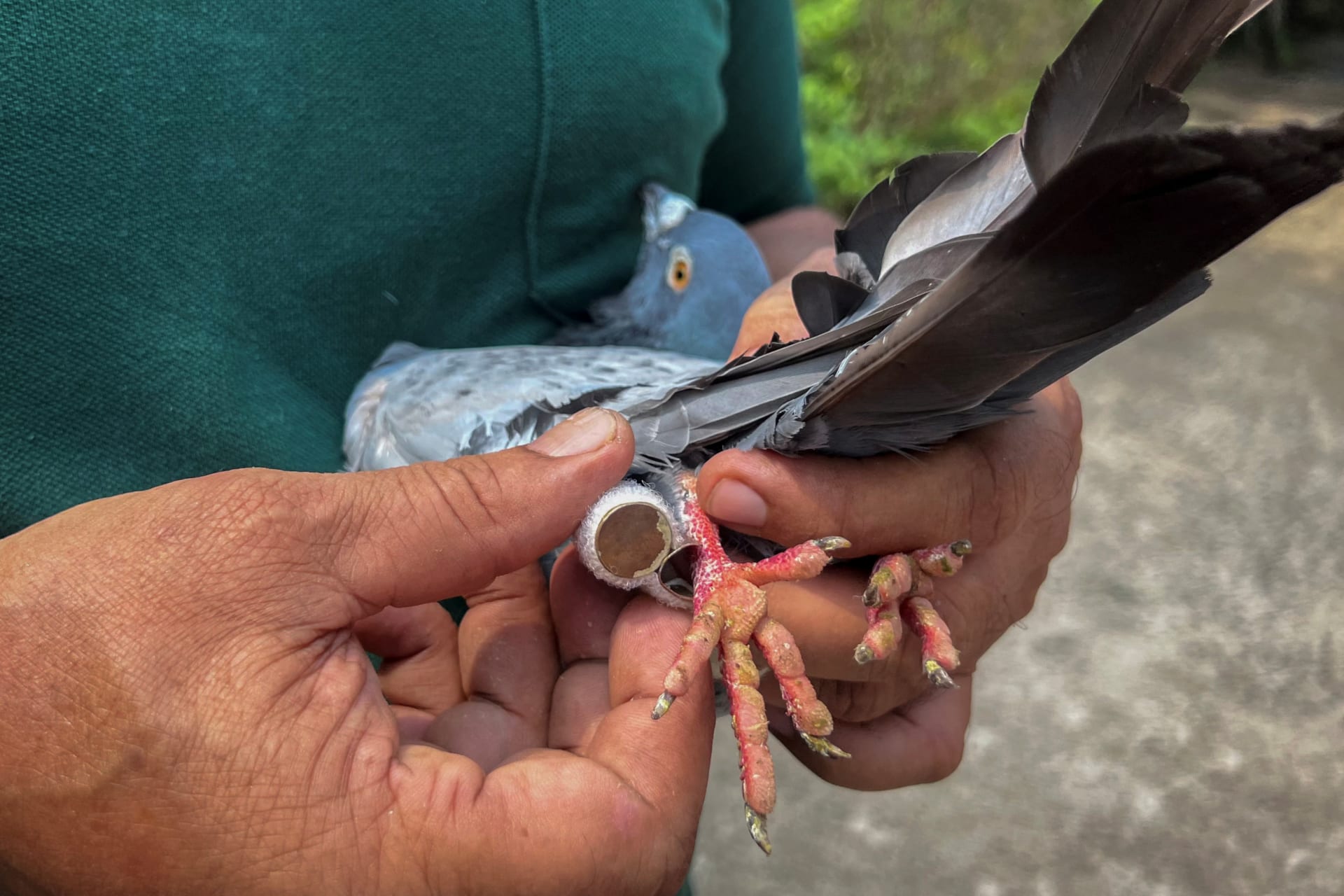 Policeman and a pigeon trainer Parshuram Nanda shows a capsule tied to a leg of a Belgian homer pigeon, which carries the message, during training, in Cuttack