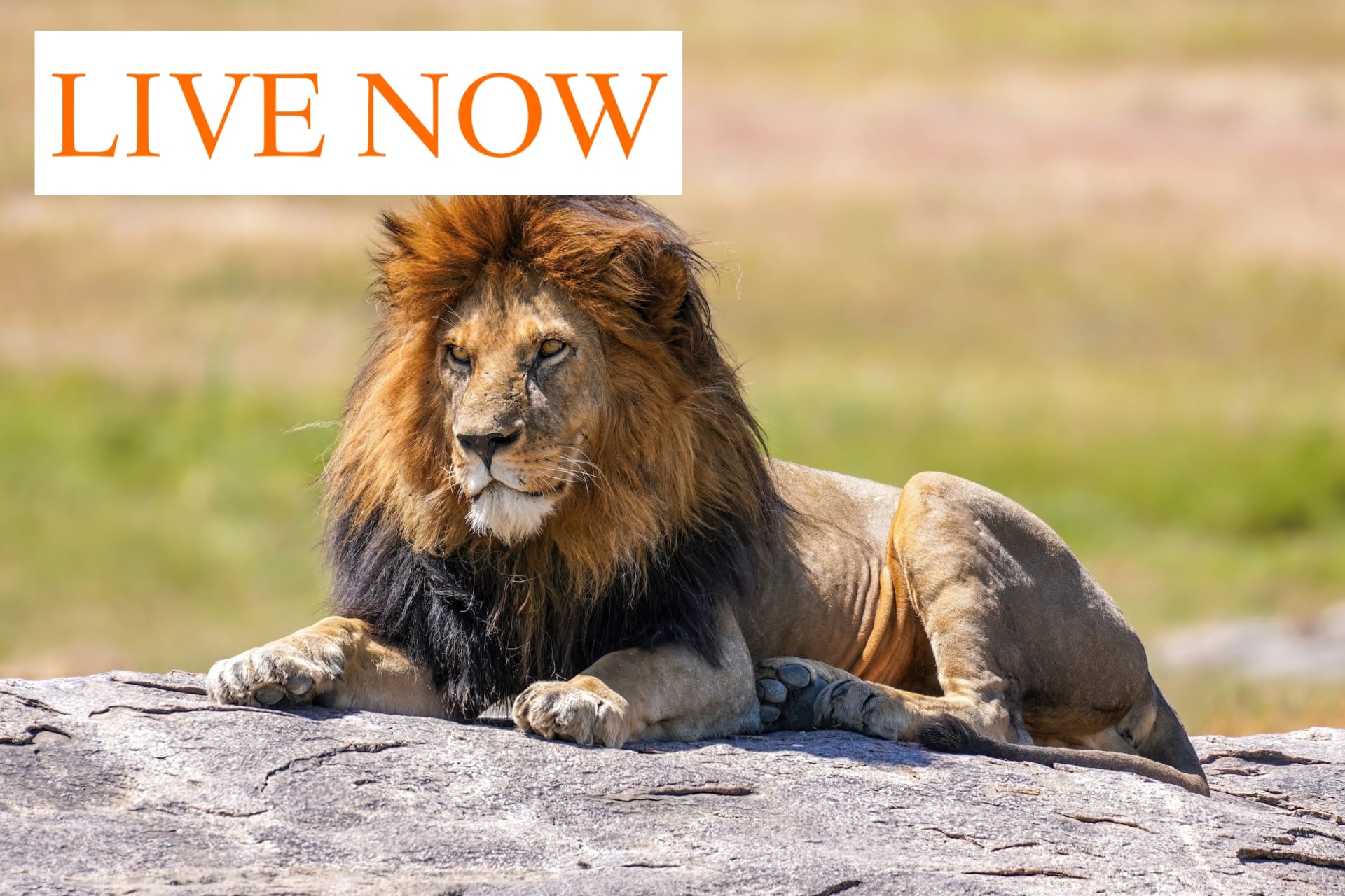 lion live now