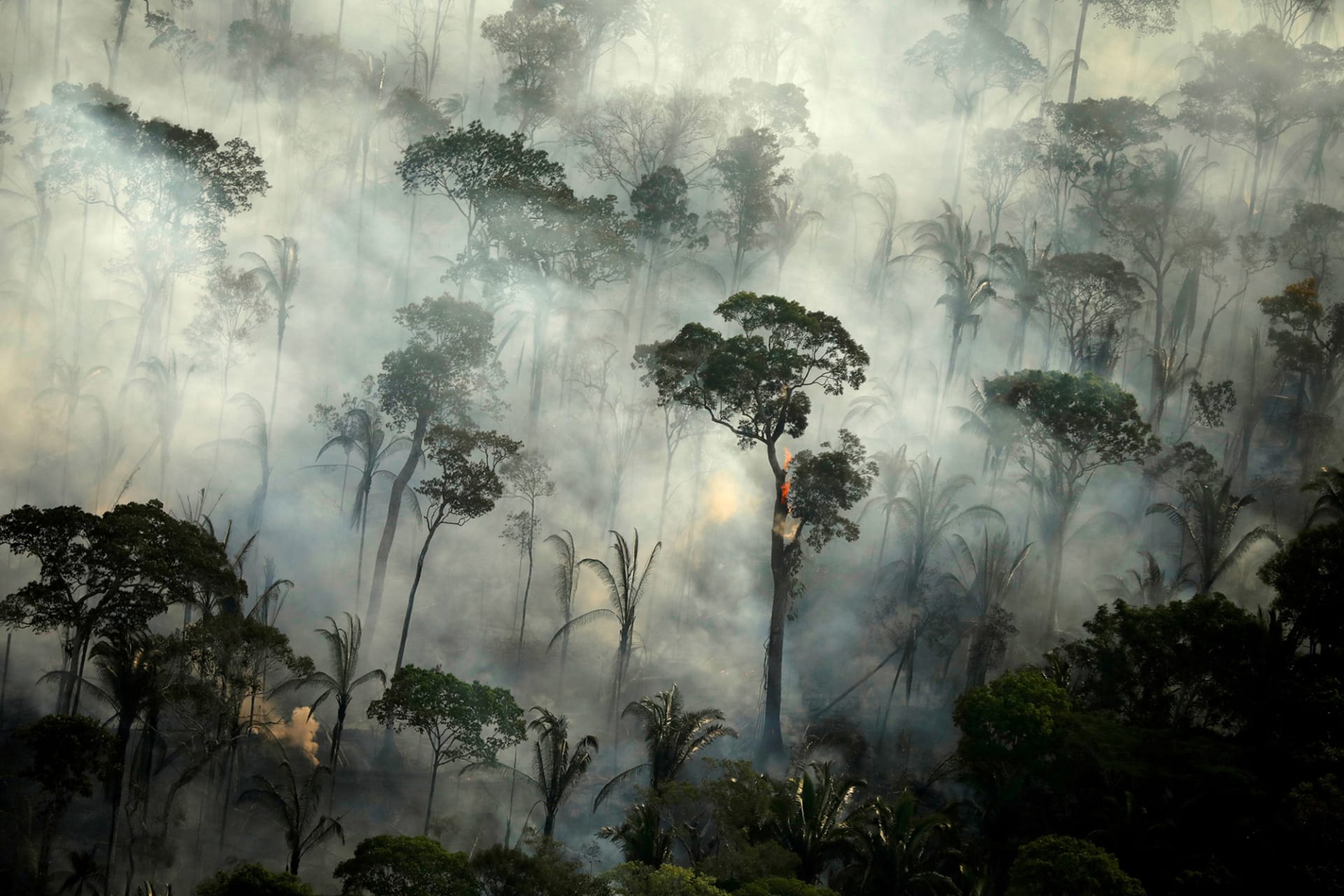 Deforestation