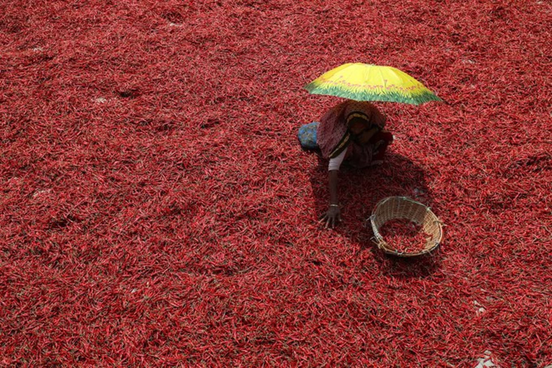 <p>BANGLADESH: The country, dependent on production of chili peppers and other agricultural goods, is vulnerable to climate shocks. Rehman Asad/Barcroft Media/Getty Images</p>
