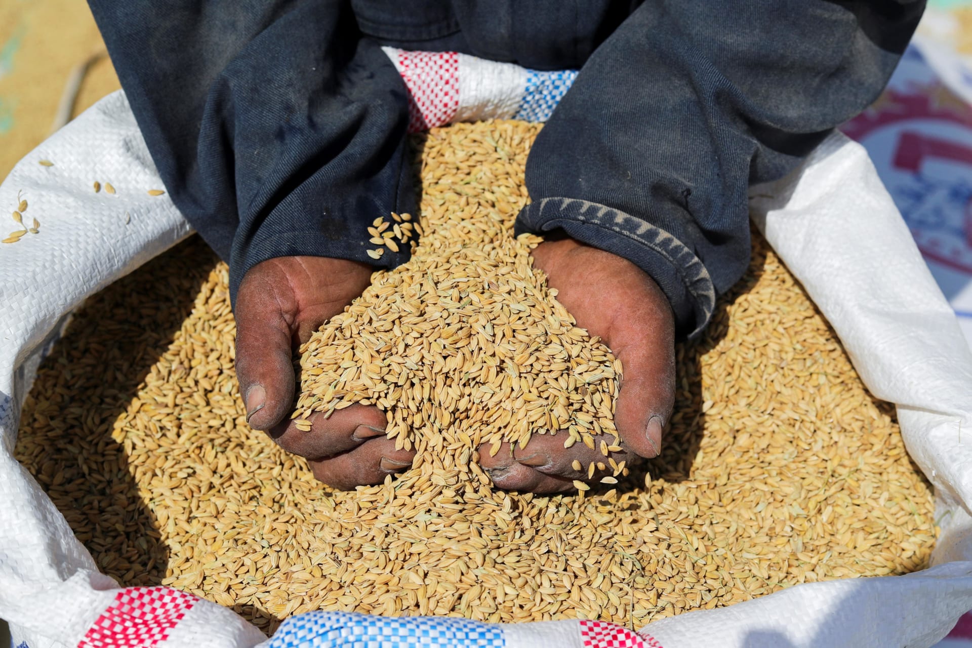 Addressing Food Insecurity Around the World