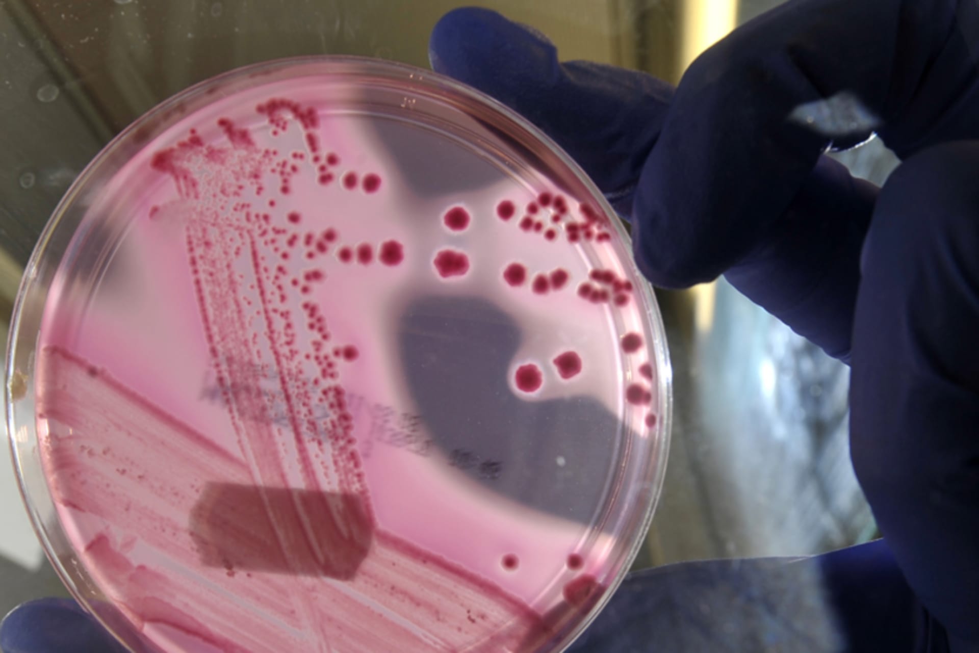 Antimicrobial_EC.jpg