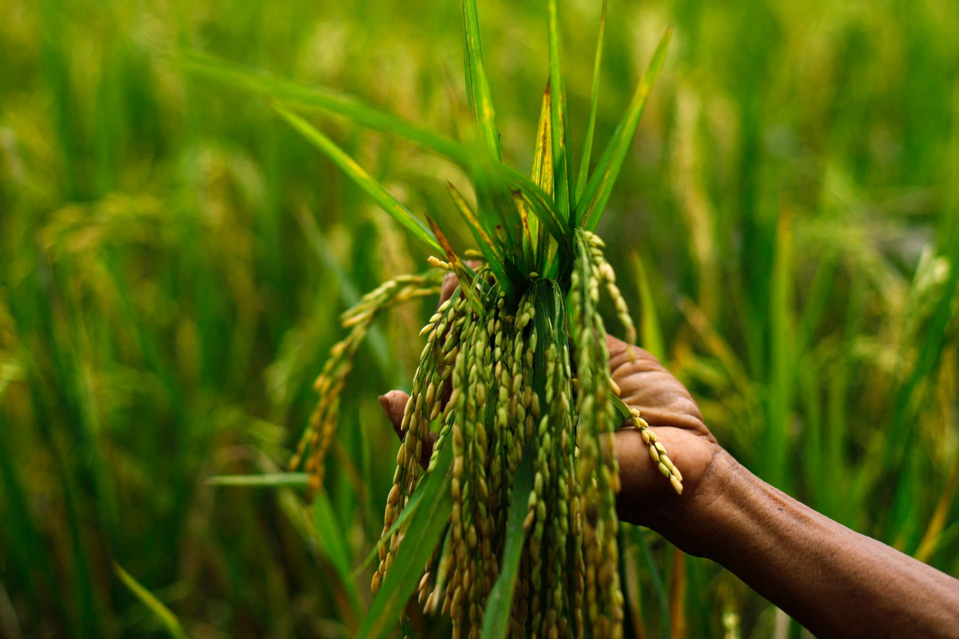 World Food Prize