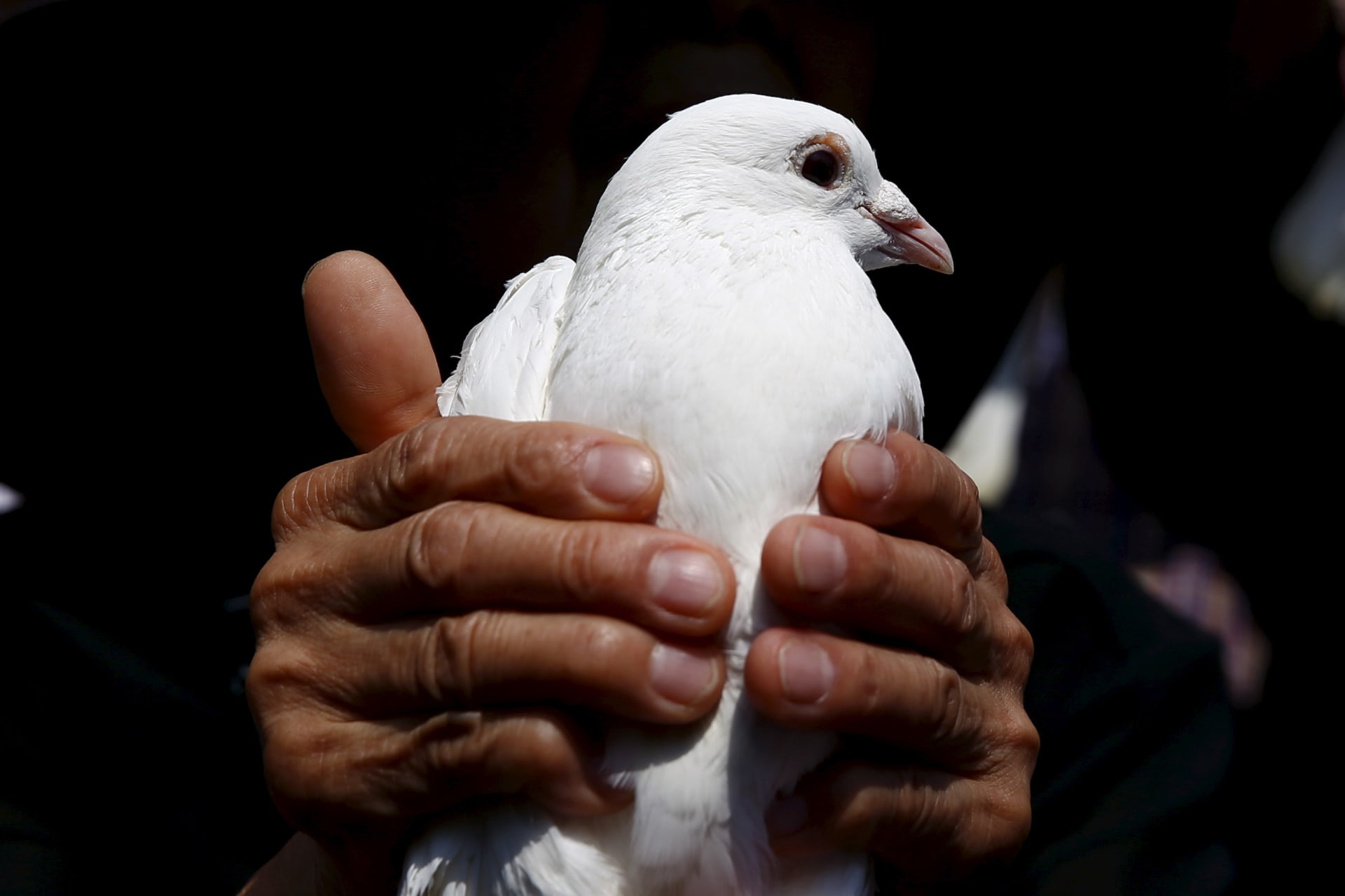 Dove