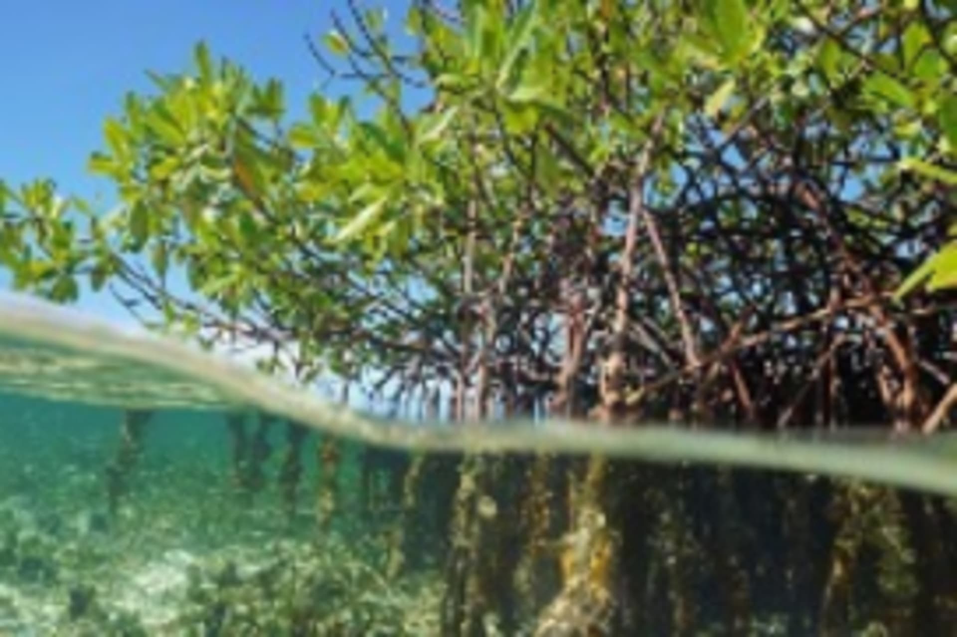 6.Climate_Resilience_Damocean_iStock.jpg