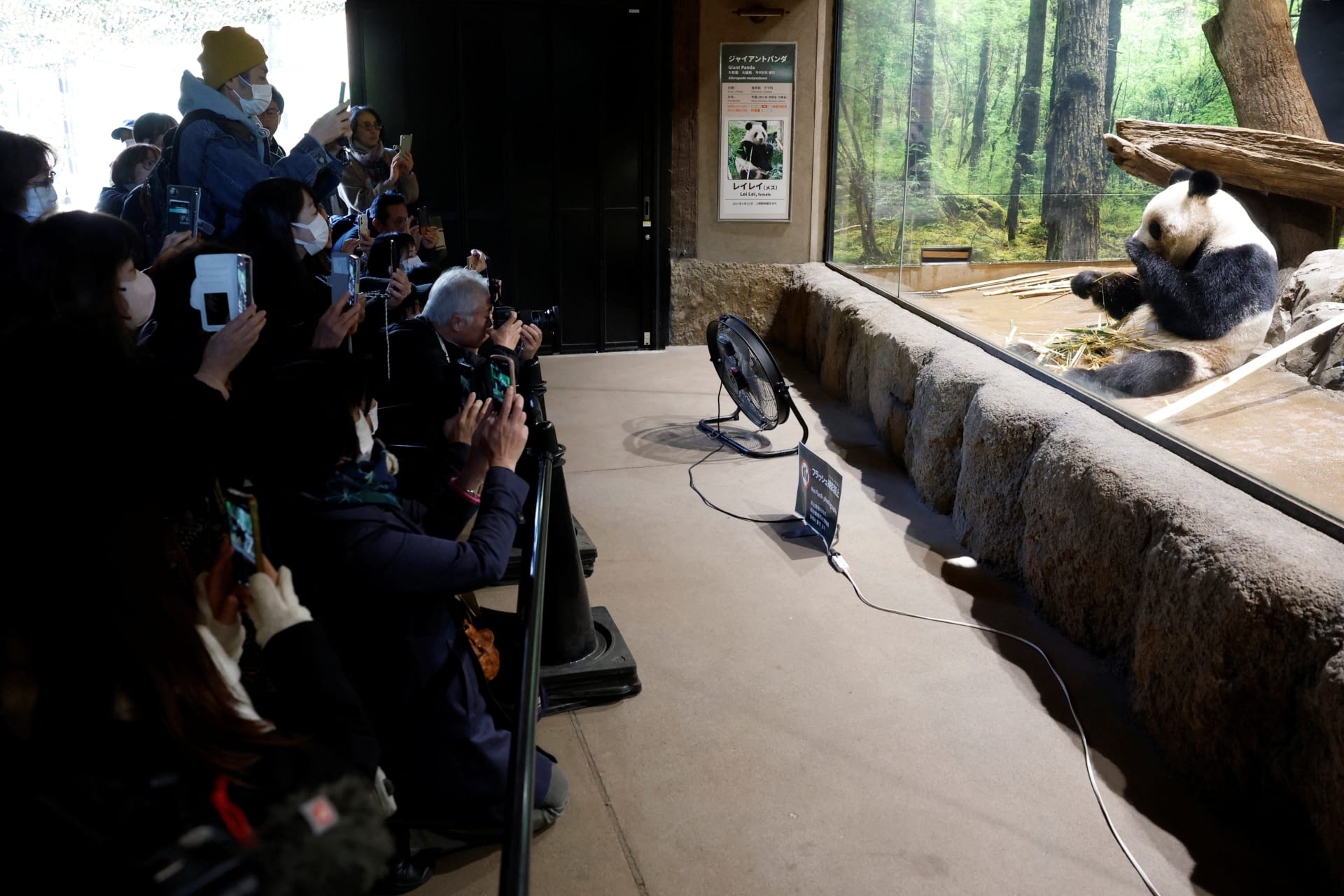 “Visitors film and photograph four-year-old giant panda Lei Lei at Ueno Zoo, a day after news broke that Japan will return two giant pandas to China, in Tokyo, Japan, on December 16, 2025.” (Kim Kyung-Hoon/Reuters)