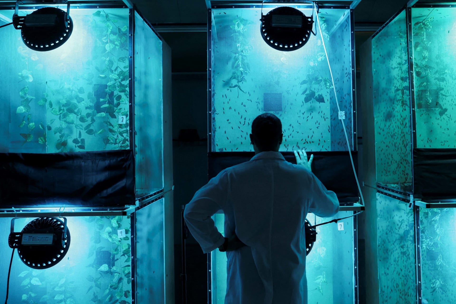 Biologist and co-founder of Circa Biotech, Haythem Riahi, looks at caged black soldier flies, inside his facility, in Al Ain, United Arab Emirates
