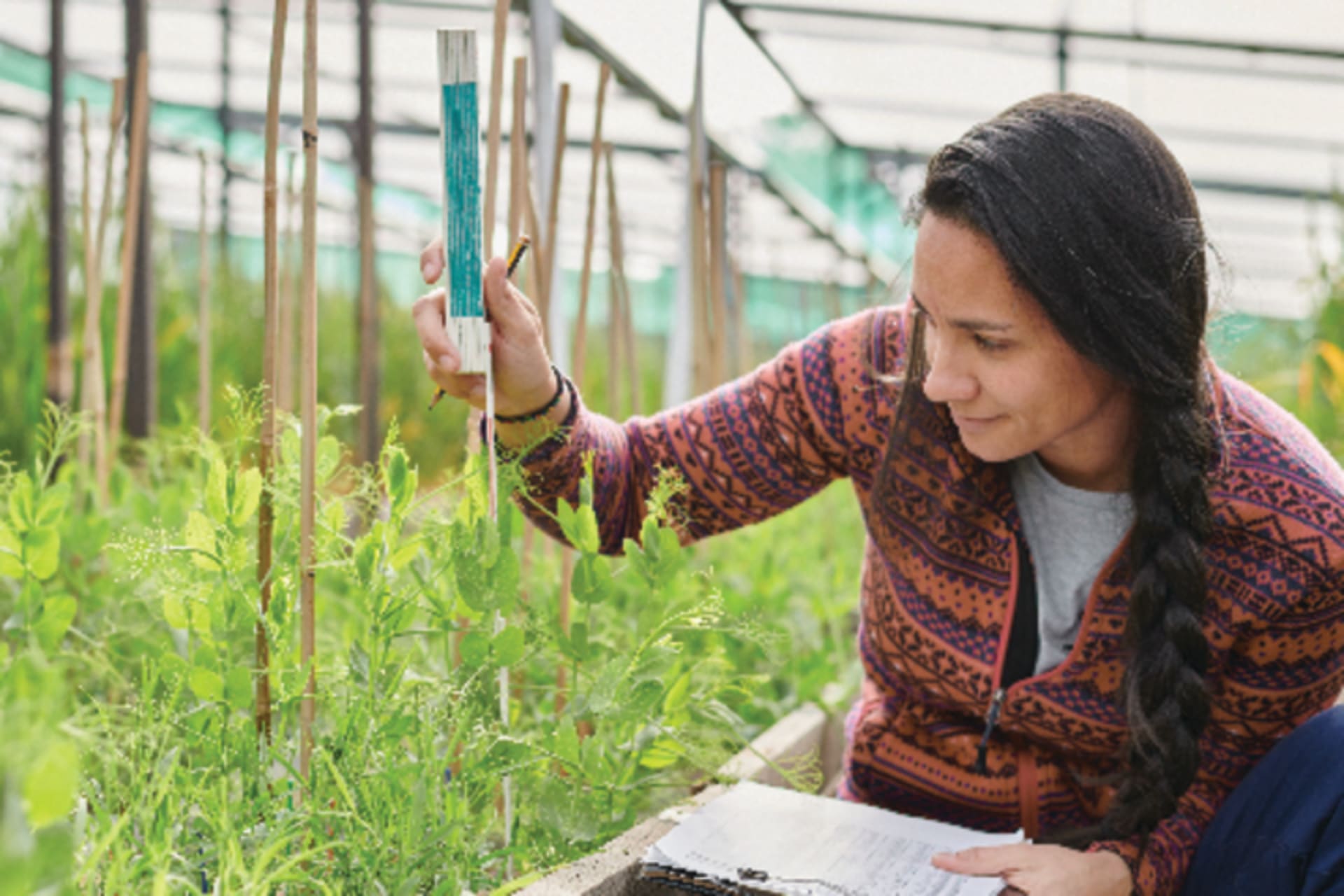 a scientist examines plants in a greenhouse