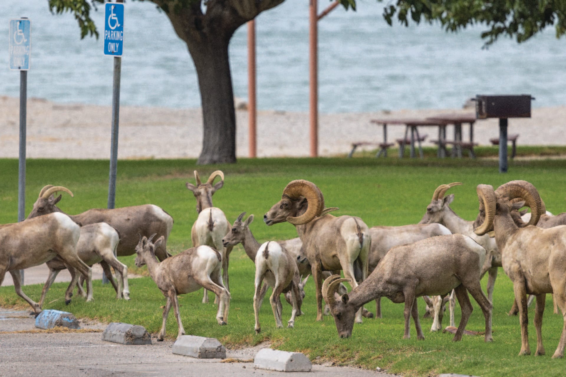 Endangered desert bighorn sheep return to their native habitat after eating grass and drinking in an urban park.