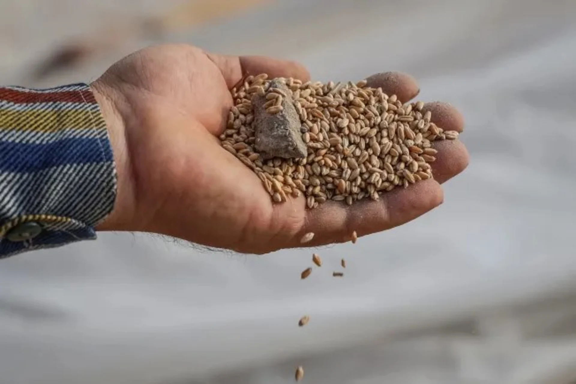 Grain in Hand