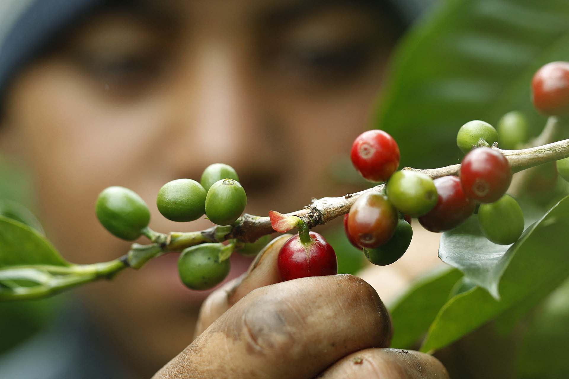 Bernardo Rivas picks ripe coffee beans at the Doka Coffee plantation in San Isidro de Alajuela