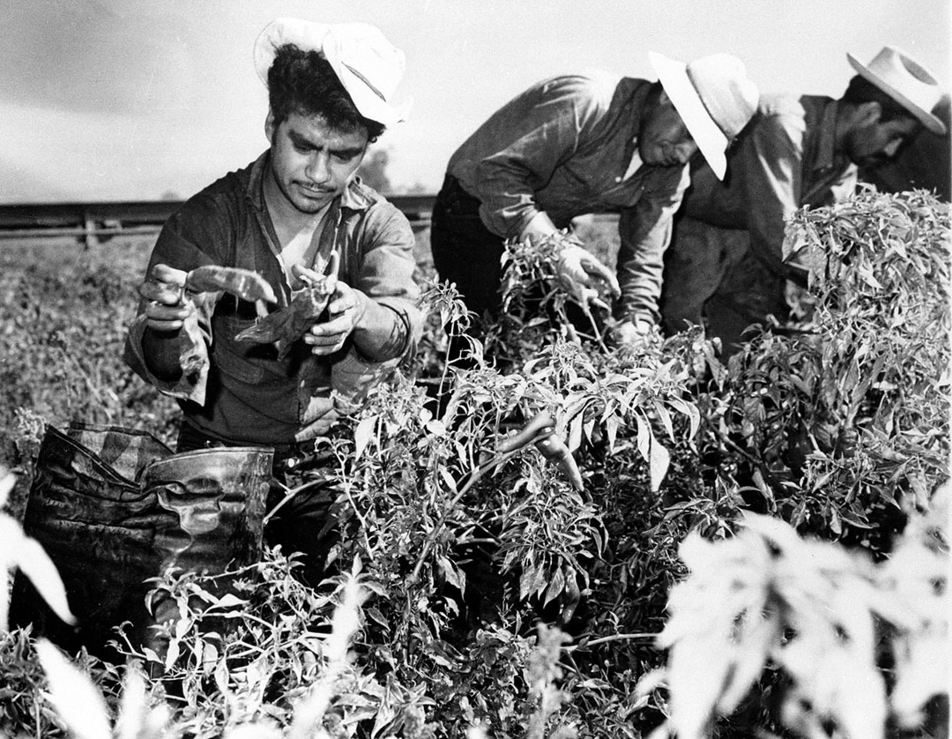 Braceros pick chili peppers on a California farm. AP Images