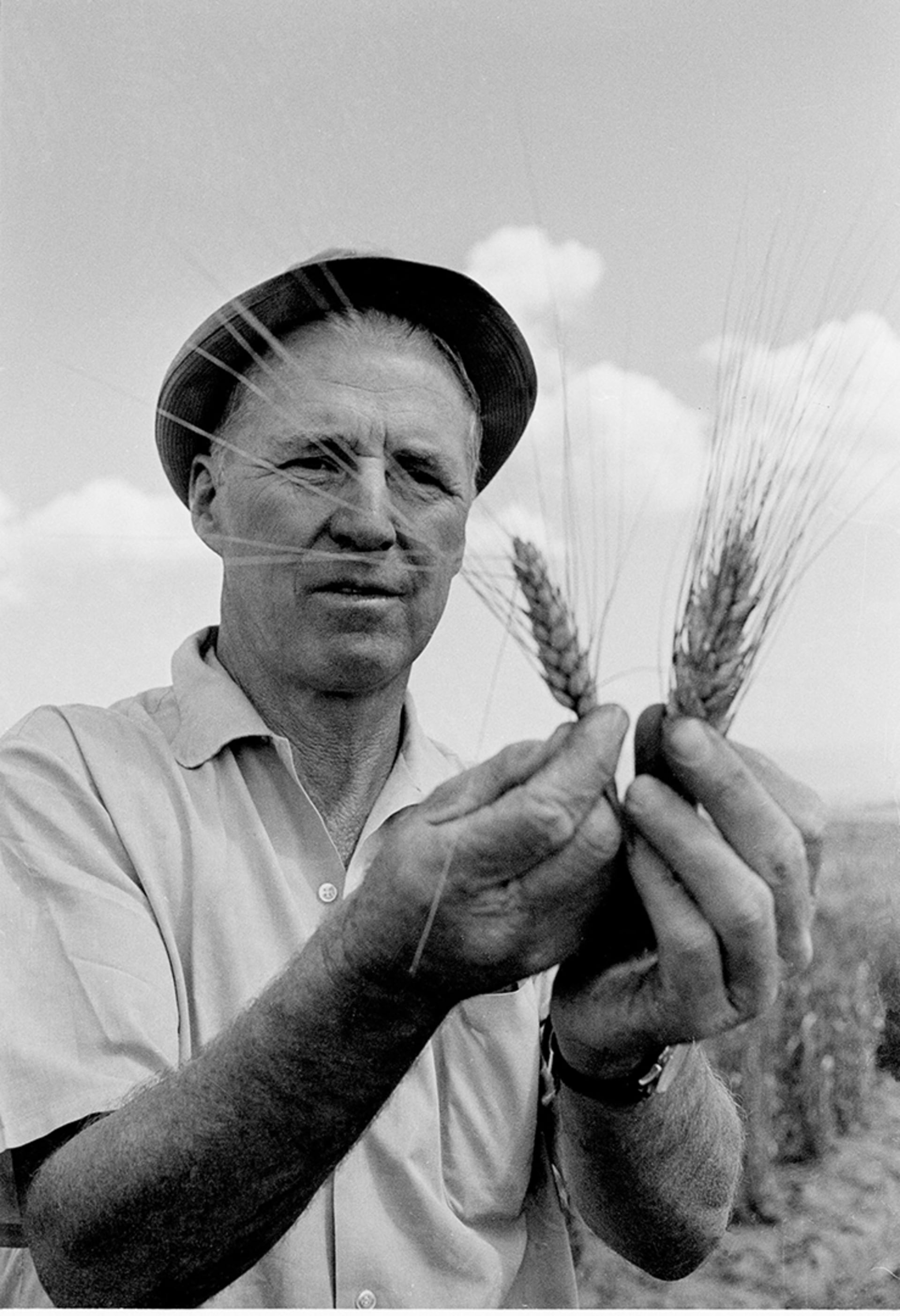 Nobel Peace Prize Winner Norman Borlaug looks at selected wheat stocks. AP Photo