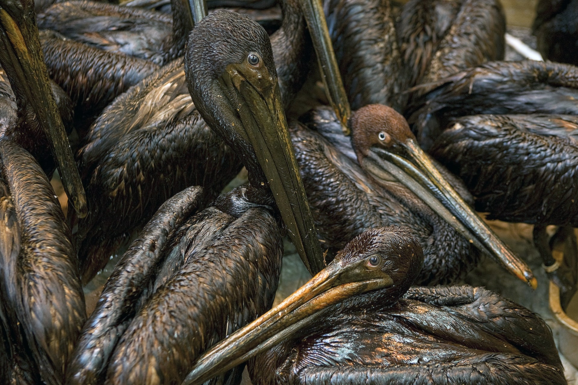 Brown Pelicans, covered in oil from BP’s Gulf of Mexico oil spill, at the International Bird Rescue Research Center in Buras, Louisiana, in 2010. 
