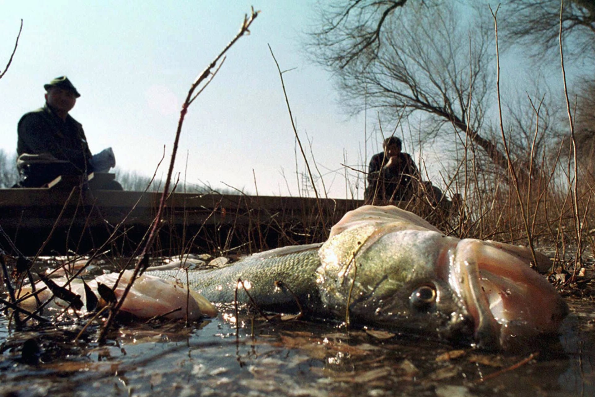 A perch poisoned by cyanide on the bank of the Tisa River, February 12, 2000. 
