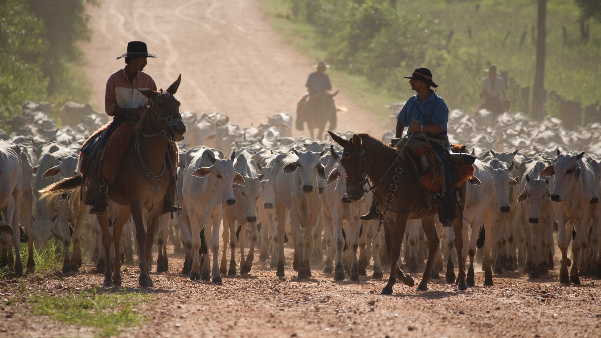 Cattle ranchers herd their cows in Miranda, Brazil