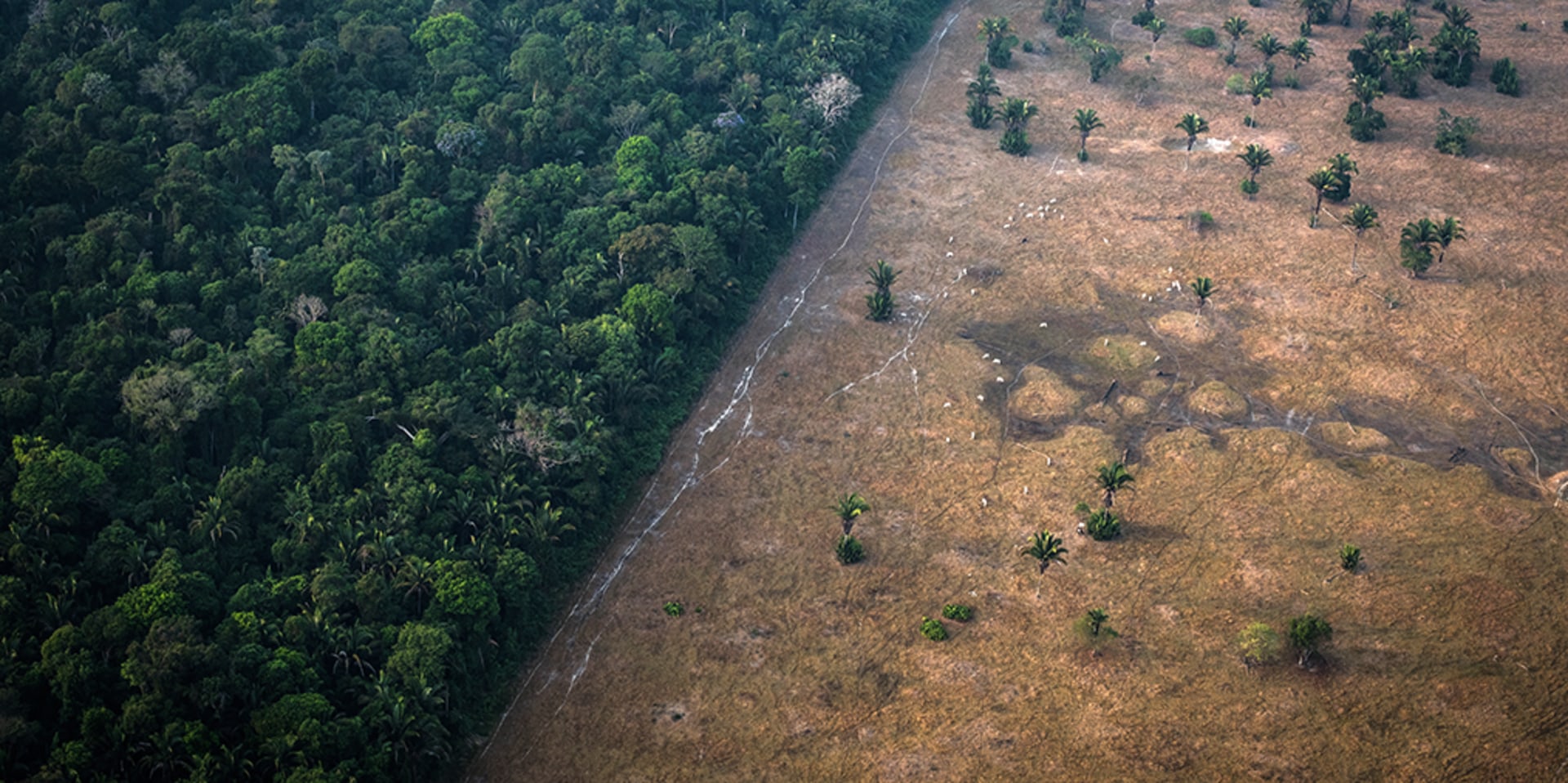 Healthy vegetation sits alongside a field scorched by fire in the Amazon rainforest in Rondonia state, Brazil.