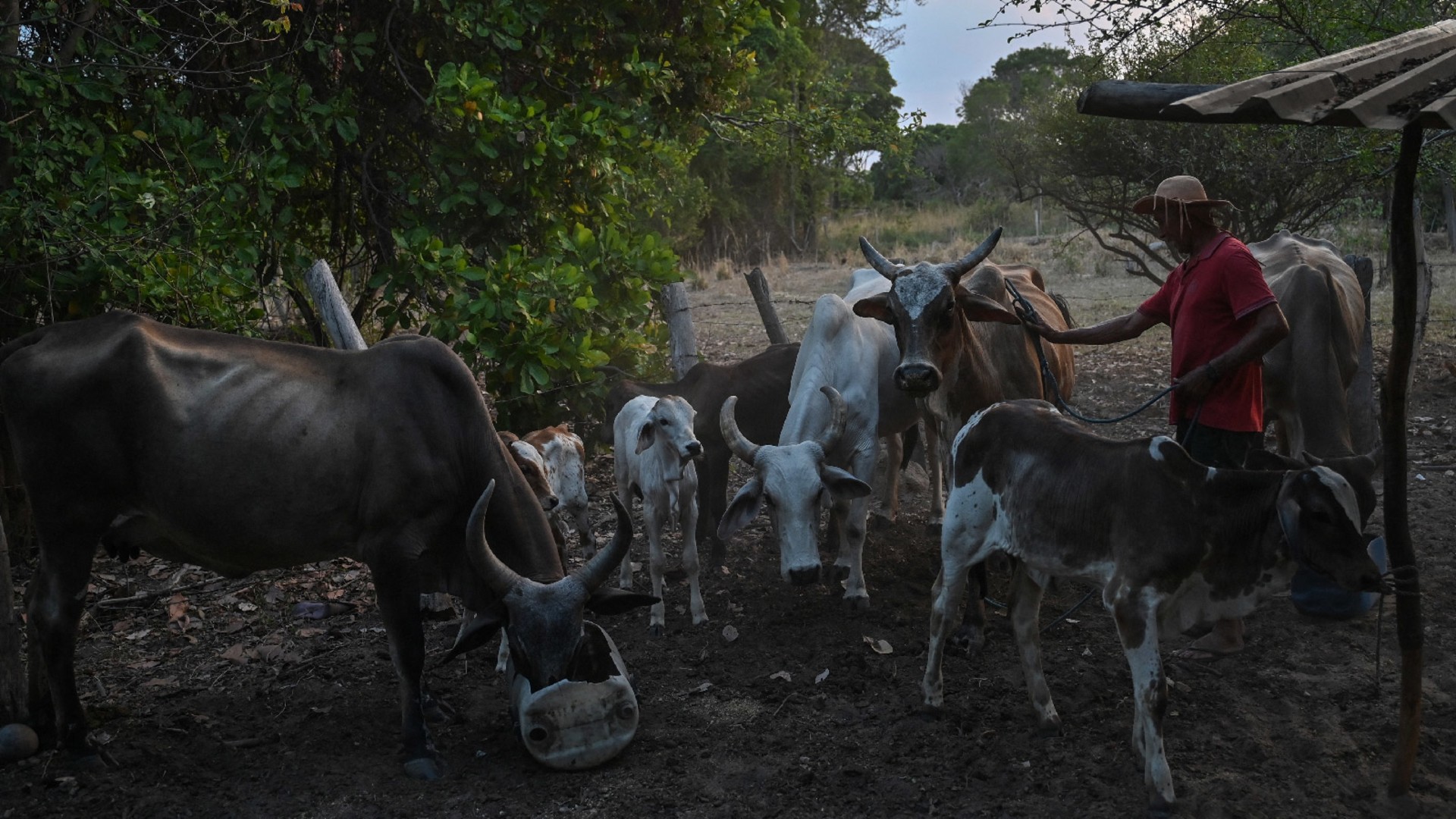 A Brazilian farmer tends to his cattle in Correntina, Brazil on September 26, 2023.